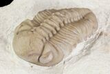 Detailed, Long Kainops Trilobite - Oklahoma #95680-6